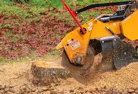 Trusted Randolph Af, TX Tree Services Experts