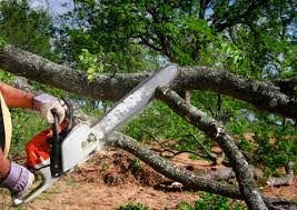 Best Tree Disease Treatment  in Randolph Af, TX