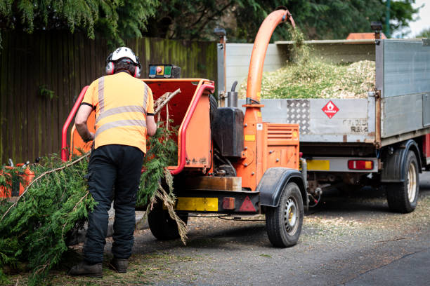 Best Organic Lawn Care Solutions  in Randolph Af, TX
