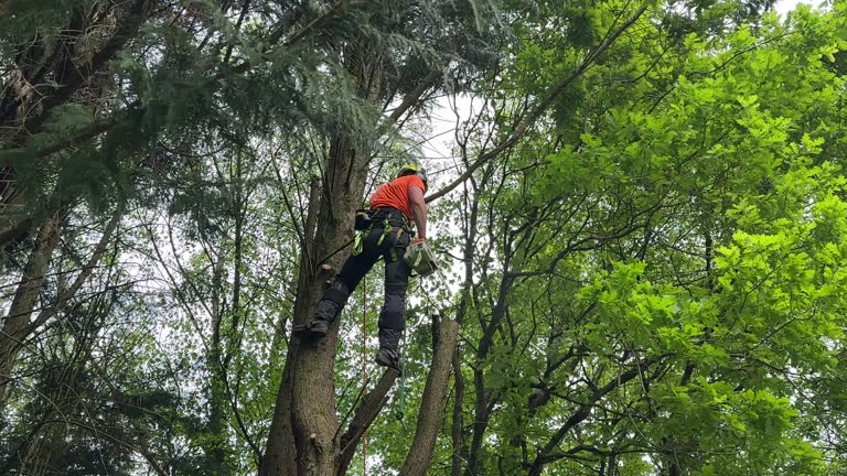 How Our Tree Care Process Works  in  Randolph Af, TX