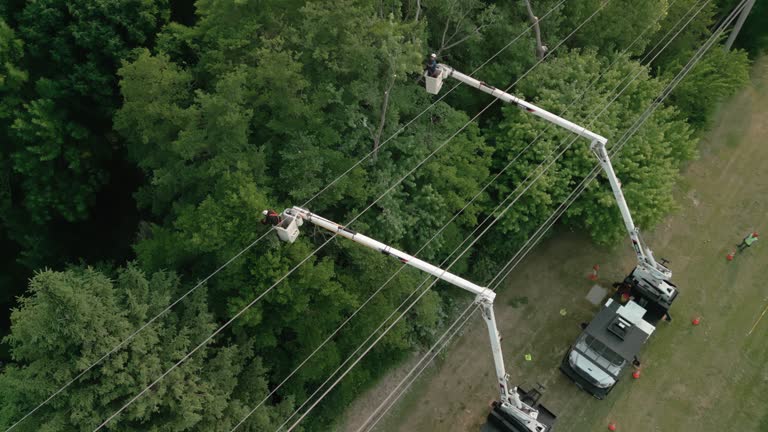 Best Arborist Consultation Services  in Randolph Af, TX