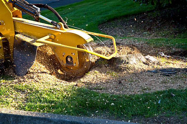 Best Hazardous Tree Removal  in Randolph Af, TX